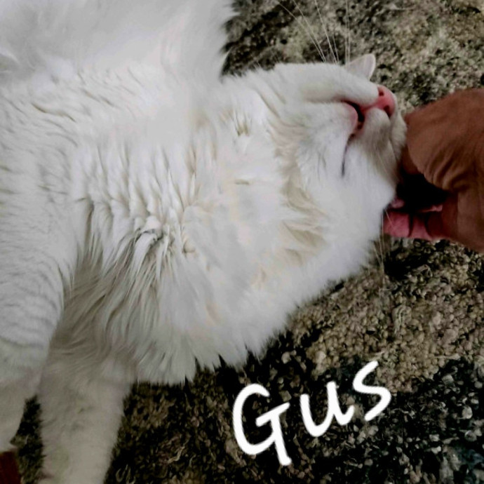 Blue Ribbon Cat Sitter Of Queen City