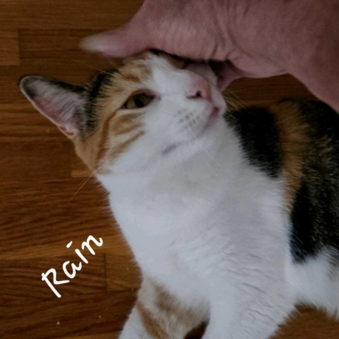 Blue Ribbon Cat Sitter Of Queen City