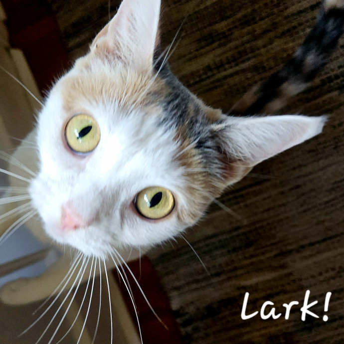 Blue Ribbon Cat Sitter Of Queen City