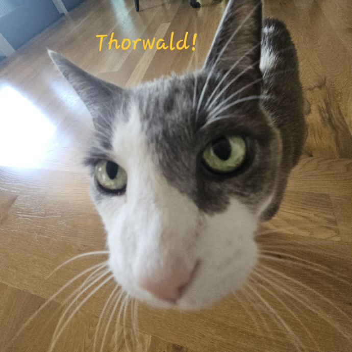 Blue Ribbon Cat Sitter Of Queen City