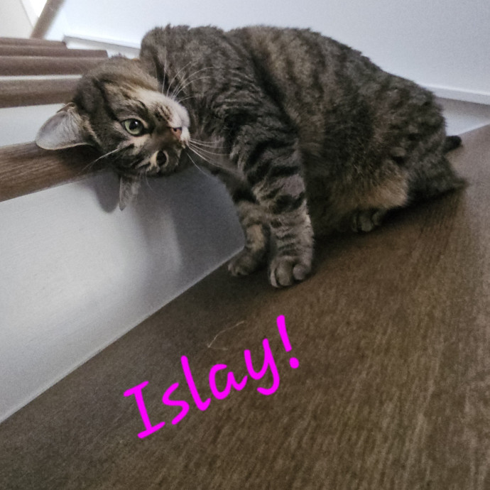 Blue Ribbon Cat Sitter Of Queen City