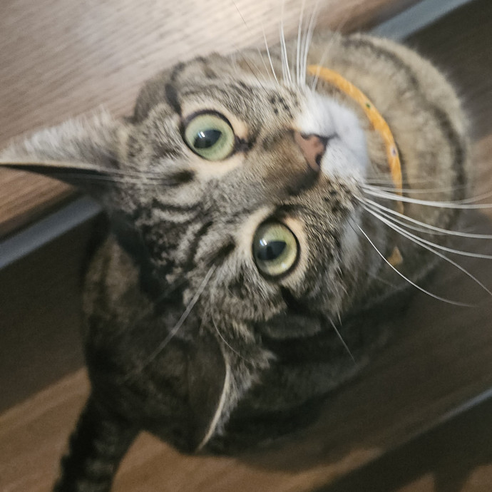Blue Ribbon Cat Sitter Of Queen City