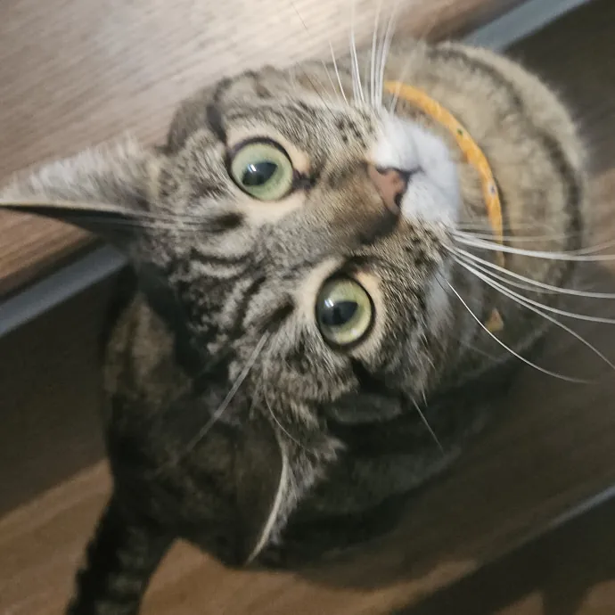 Blue Ribbon Cat Sitter Of Queen City