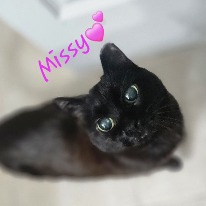 Blue Ribbon Cat Sitter Of Queen City