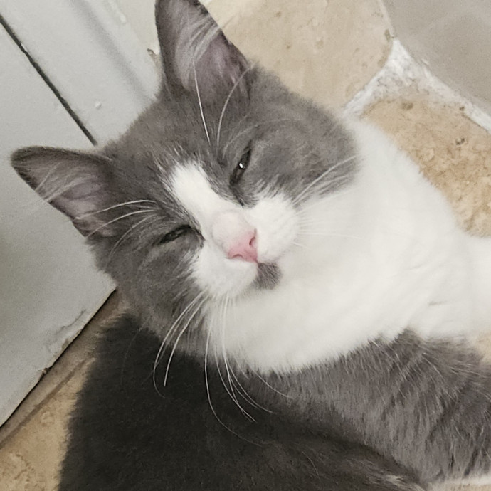 Blue Ribbon Cat Sitter Of Queen City