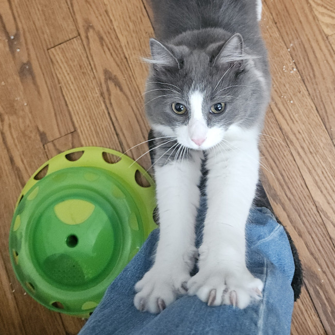 Blue Ribbon Cat Sitter Of Queen City