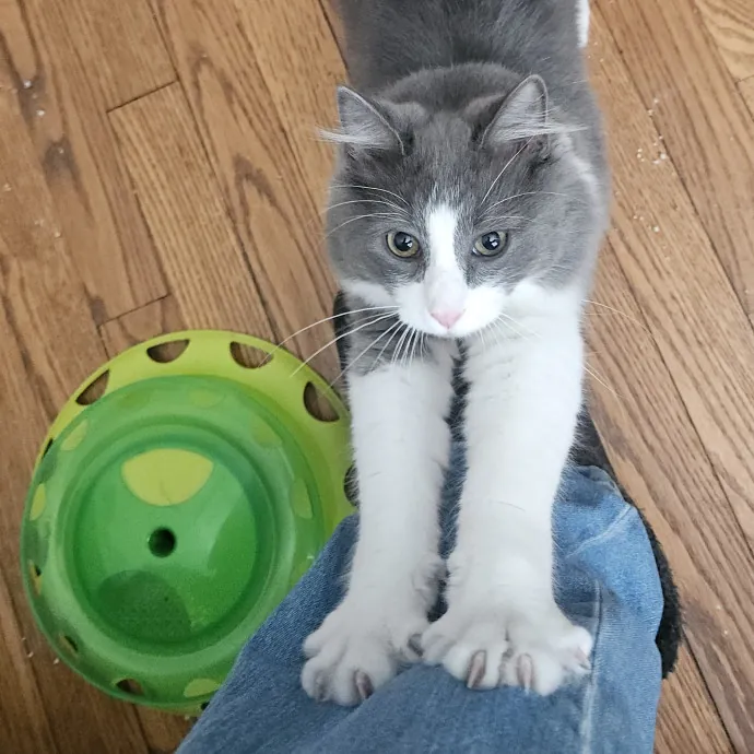 Blue Ribbon Cat Sitter Of Queen City