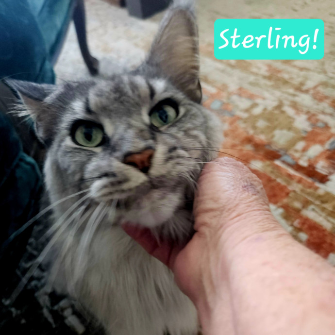 Blue Ribbon Cat Sitter Of Queen City