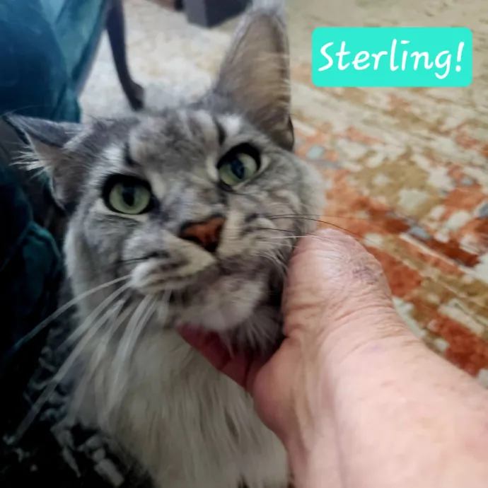 Blue Ribbon Cat Sitter Of Queen City