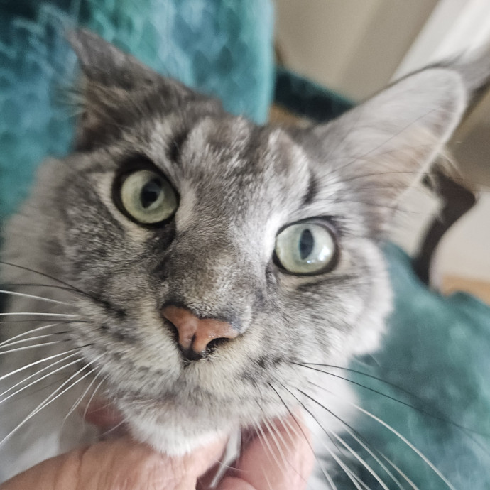 Blue Ribbon Cat Sitter Of Queen City