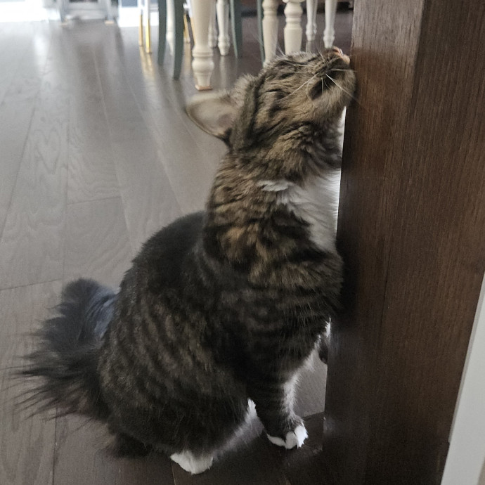 Blue Ribbon Cat Sitter Of Queen City