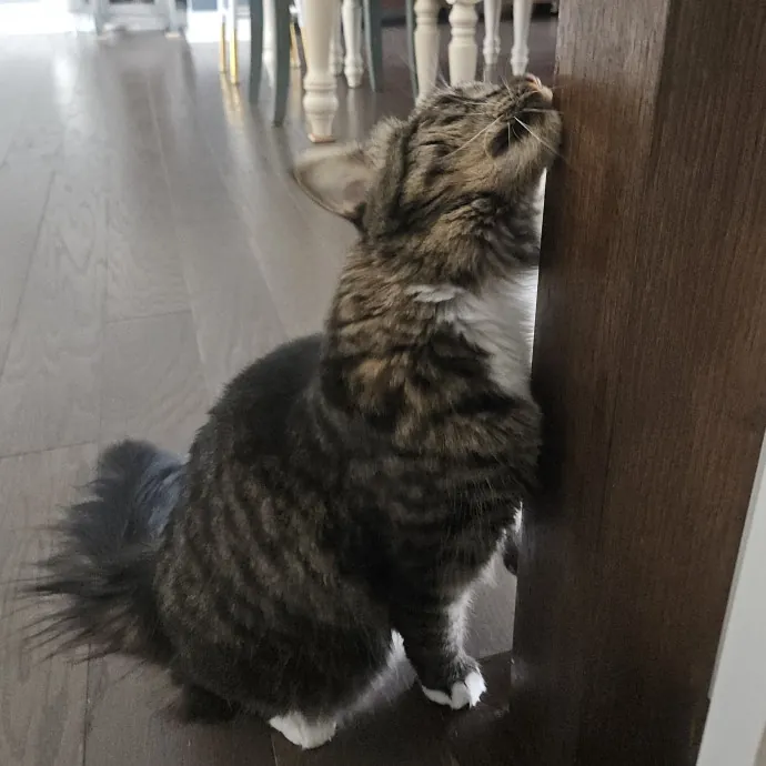 Blue Ribbon Cat Sitter Of Queen City