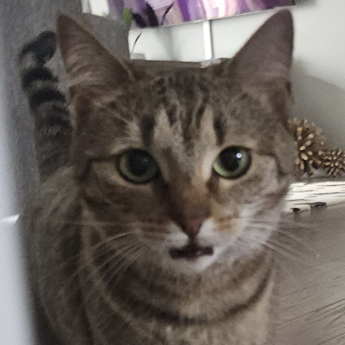 Blue Ribbon Cat Sitter Of Queen City