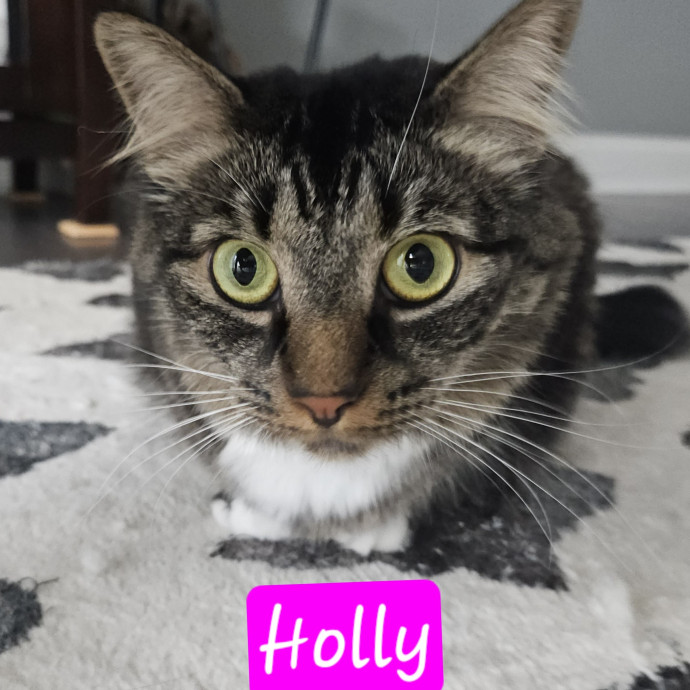 Blue Ribbon Cat Sitter Of Queen City