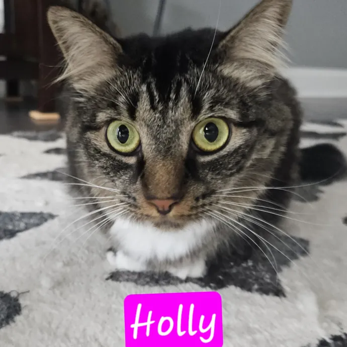 Blue Ribbon Cat Sitter Of Queen City