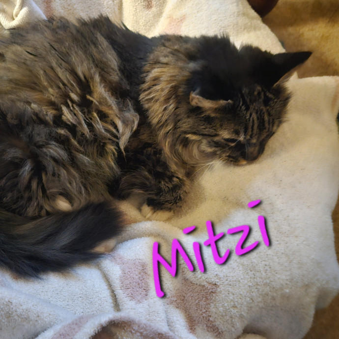 Blue Ribbon Cat Sitter Of Queen City