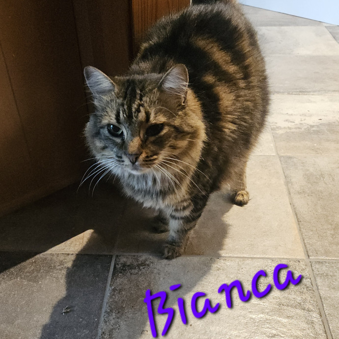 Blue Ribbon Cat Sitter Of Queen City