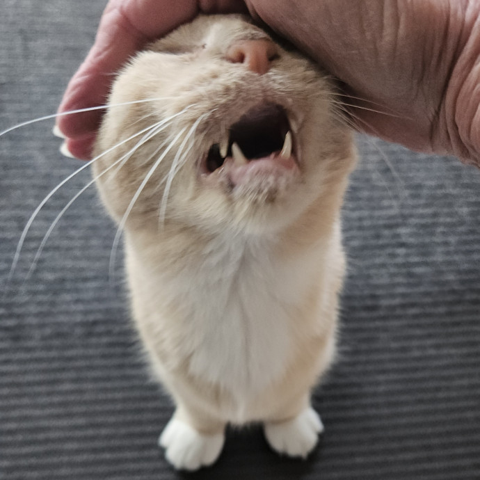 Blue Ribbon Cat Sitter Of Queen City