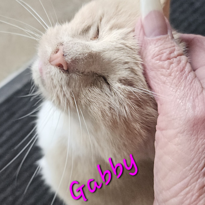 Blue Ribbon Cat Sitter Of Queen City