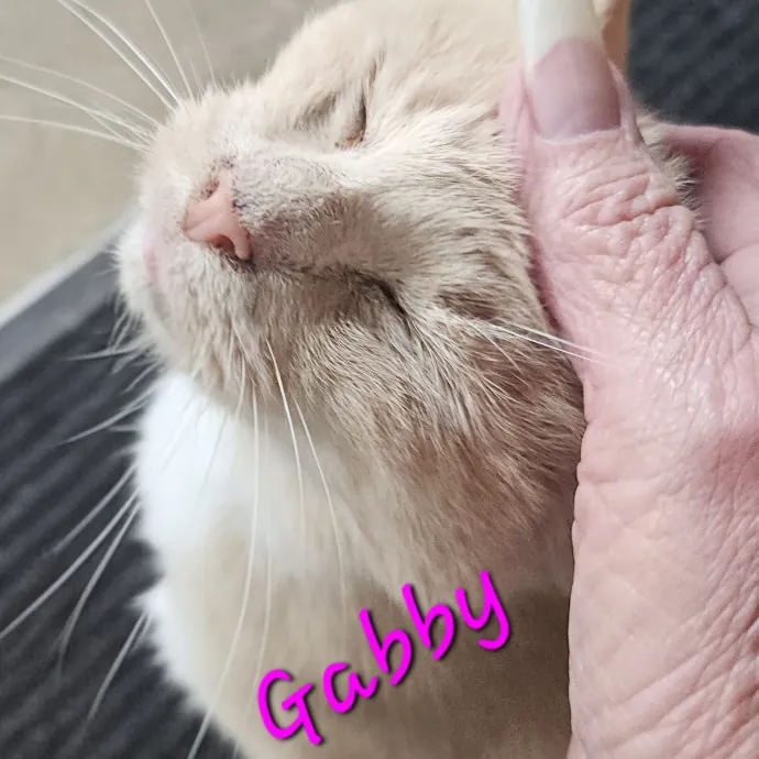 Blue Ribbon Cat Sitter Of Queen City