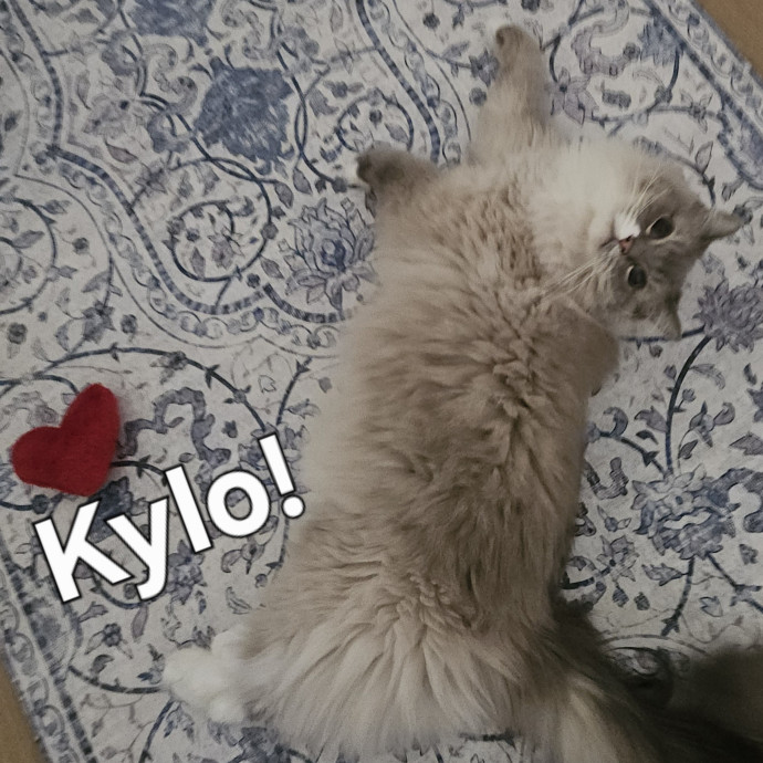 Blue Ribbon Cat Sitter Of Queen City