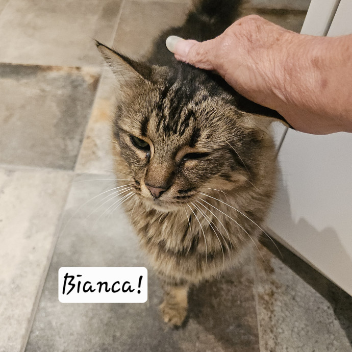 Blue Ribbon Cat Sitter Of Queen City