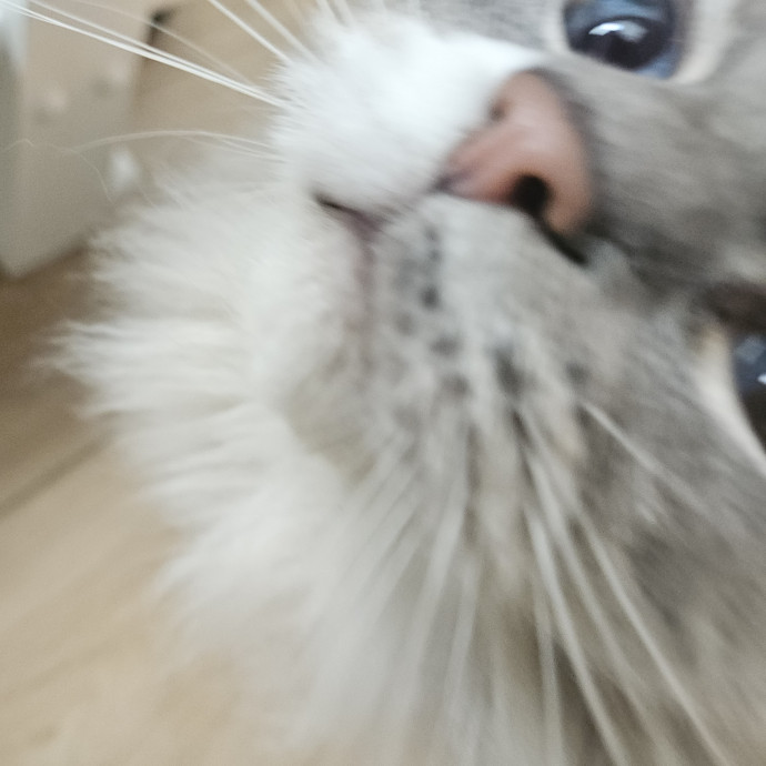 Blue Ribbon Cat Sitter Of Queen City