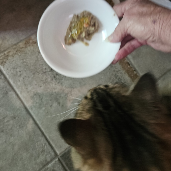 Blue Ribbon Cat Sitter Of Queen City