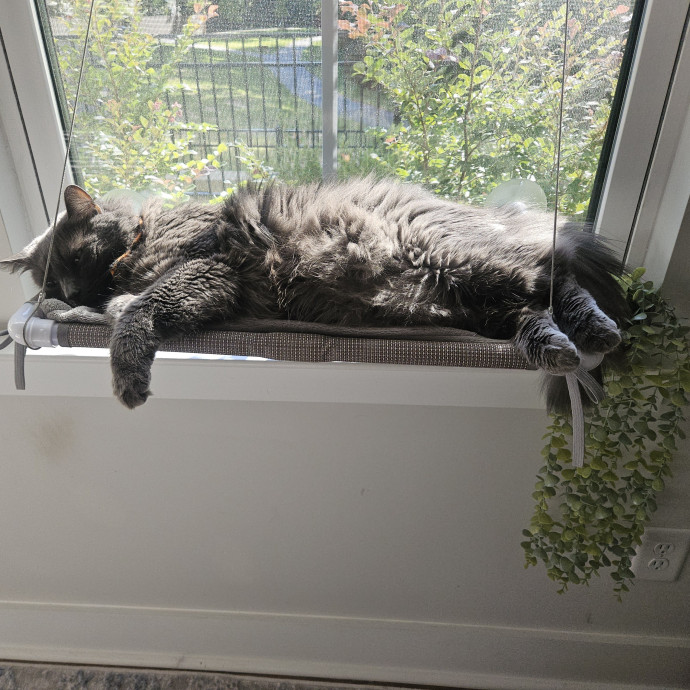 Blue Ribbon Cat Sitter Of Queen City