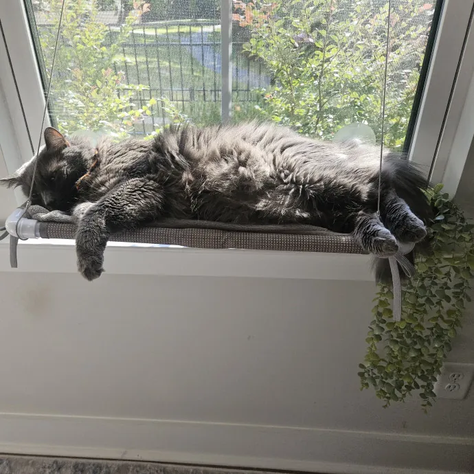 Blue Ribbon Cat Sitter Of Queen City