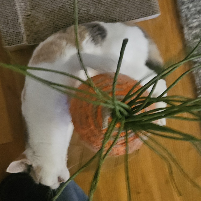 Blue Ribbon Cat Sitter Of Queen City