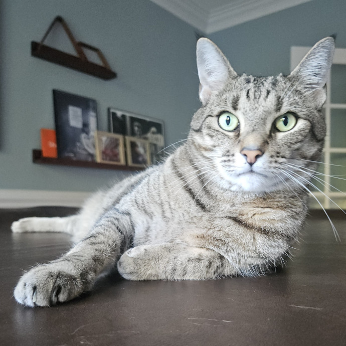 Blue Ribbon Cat Sitter Of Queen City