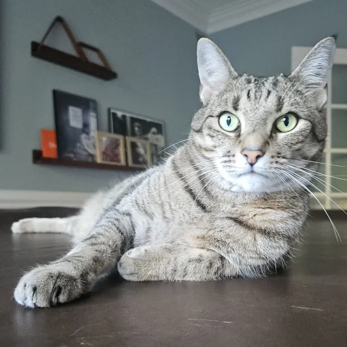 Blue Ribbon Cat Sitter Of Queen City