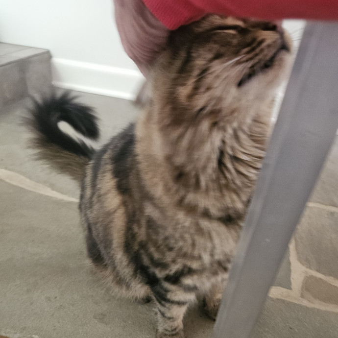 Blue Ribbon Cat Sitter Of Queen City