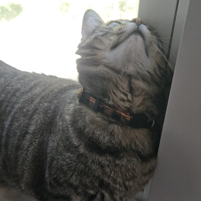 Blue Ribbon Cat Sitter Of Queen City