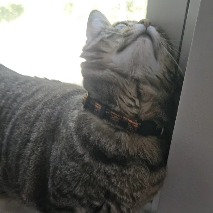 Blue Ribbon Cat Sitter Of Queen City