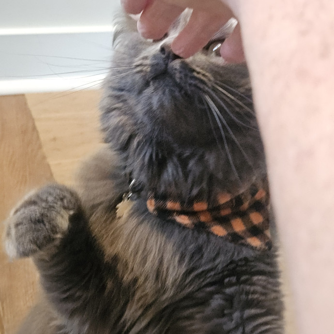 Blue Ribbon Cat Sitter Of Queen City