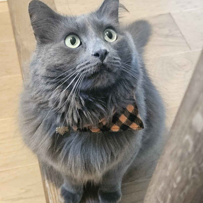 Blue Ribbon Cat Sitter Of Queen City