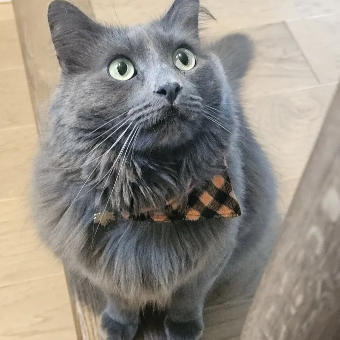 Blue Ribbon Cat Sitter Of Queen City