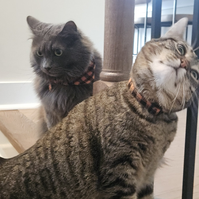 Blue Ribbon Cat Sitter Of Queen City