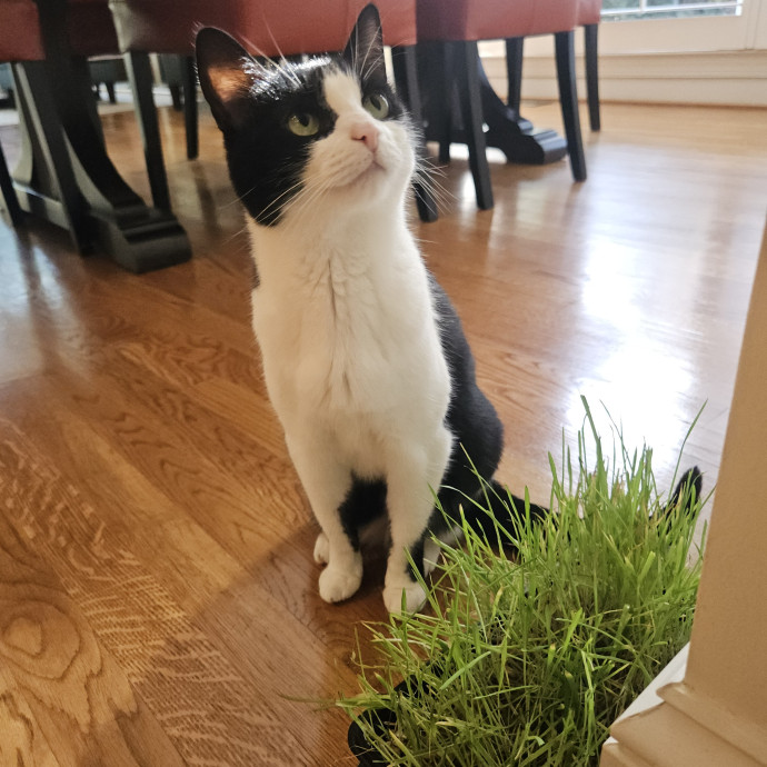 Blue Ribbon Cat Sitter Of Queen City