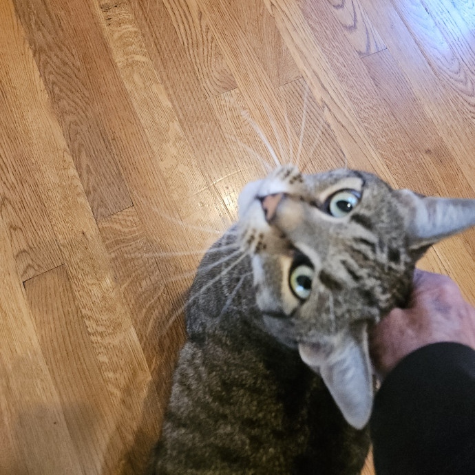 Blue Ribbon Cat Sitter Of Queen City