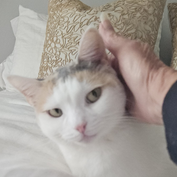 Blue Ribbon Cat Sitter Of Queen City