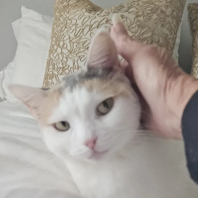 Blue Ribbon Cat Sitter Of Queen City