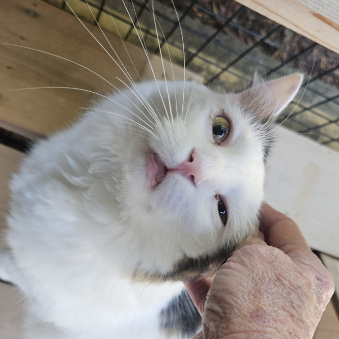 Blue Ribbon Cat Sitter Of Queen City