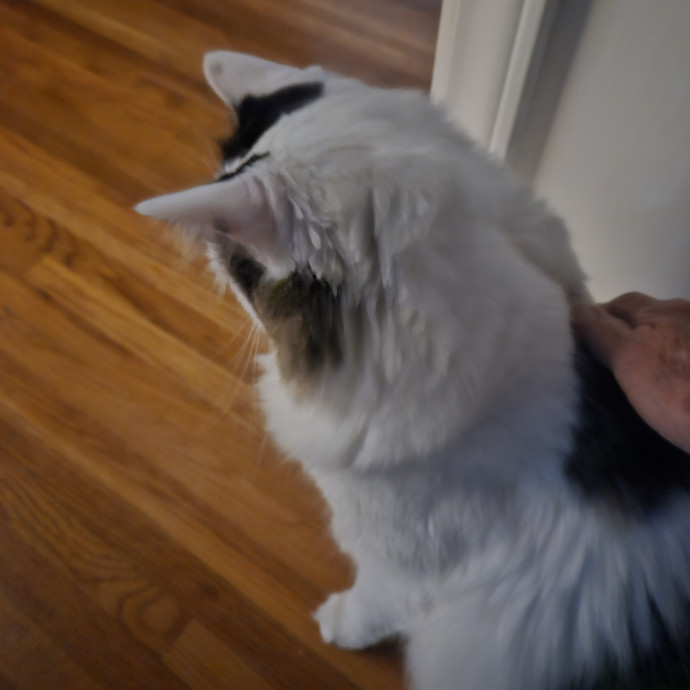 Blue Ribbon Cat Sitter Of Queen City
