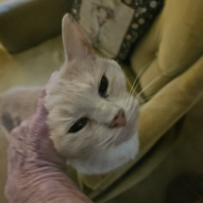 Blue Ribbon Cat Sitter Of Queen City