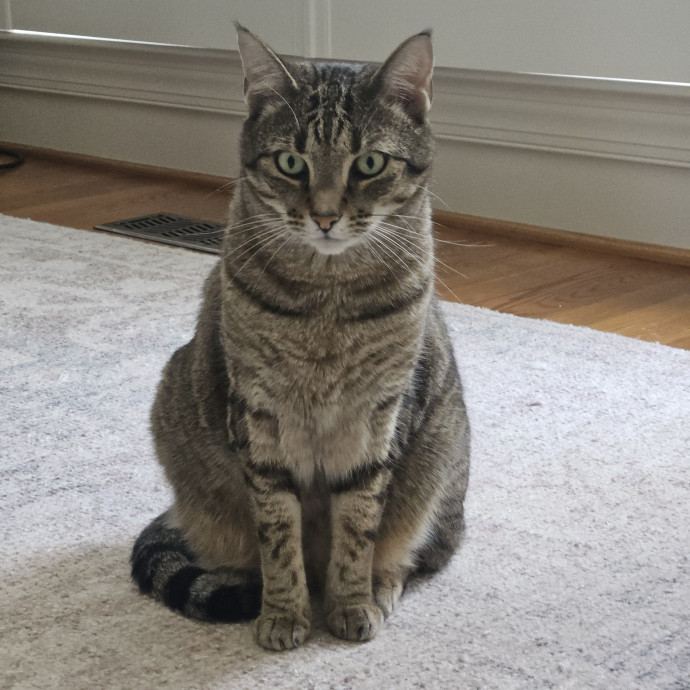 Blue Ribbon Cat Sitter Of Queen City