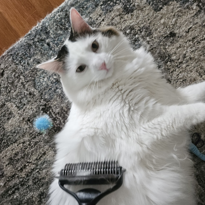Blue Ribbon Cat Sitter Of Queen City