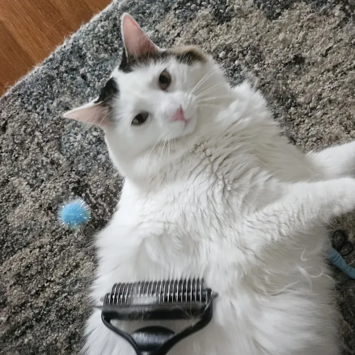 Blue Ribbon Cat Sitter Of Queen City